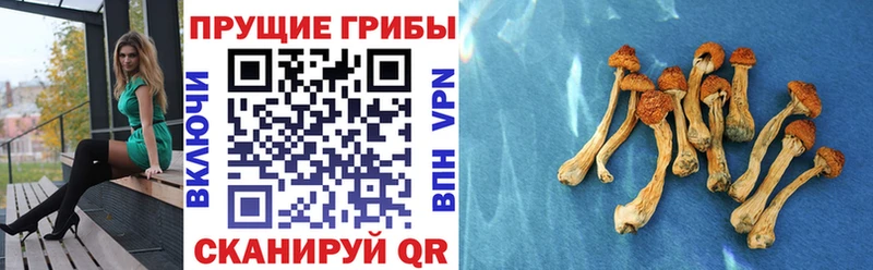 Псилоцибиновые грибы Magic Shrooms дарнет шоп Сосновоборск